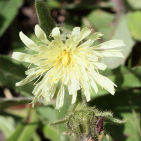 hieracium_intybaceum4md