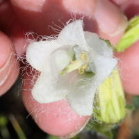 campanula_barbata5md (Campanula barbata)