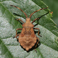 coreus_marginatus_juv5md (Coreus marginatus)