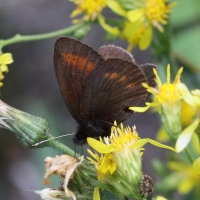 erebia_melampus2md (Erebia melampus)