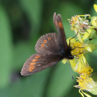 erebia_melampus3md (Erebia melampus)