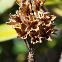 rhododendron_ferrugineum7md (Rhododendron ferrugineum)