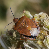 carpocoris_melanocerus2md