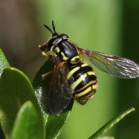 chrysotoxum_cautum4bd (Chrysotoxum cautum)