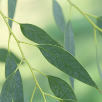 eucalyptus_gunnii5md