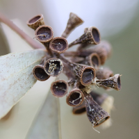 eucalyptus_moorei_nana4md (Eucalyptus moorei ssp. nana)