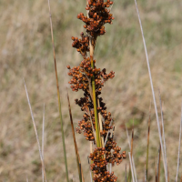 juncus_acutus5md