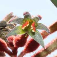 Anigozanthos flavidus (Patte de kangourou)