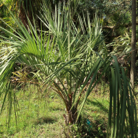 butia_capitata3md (Butia capitata)