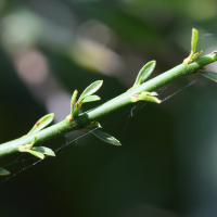 colletia_spinosissima3md (Colletia spinosissima)