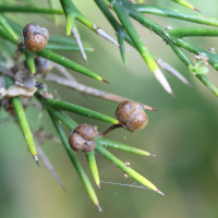 colletia_spinosissima4md (Colletia spinosissima)