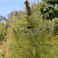 elegia_capensis4md (Elegia capensis)