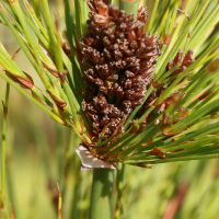 elegia_capensis5md (Elegia capensis)