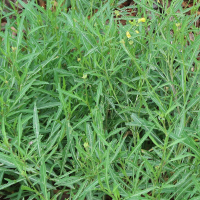 eruca_sativa3md (Eruca sativa)