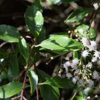 eupatorium_ligustrinum2md