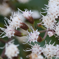 eupatorium_ligustrinum3md (Ageratina ligustrina)