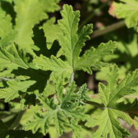 pelargonium_graveolens1md