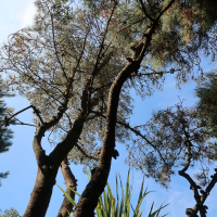 Pinus muricata (Pin)