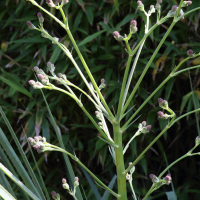 eryngium_eburneum3md (Eryngium eburneum)