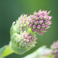 eryngium_eburneum4md (Eryngium eburneum)