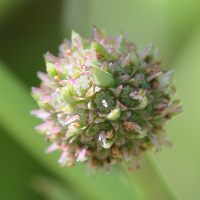 eryngium_eburneum5md (Eryngium eburneum)