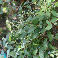 Zenobia pulverulenta (Muguet en arbre)