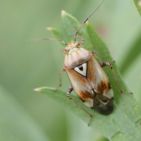lygus_pratensis4md