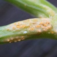 puccinia_heraclei_galle7md