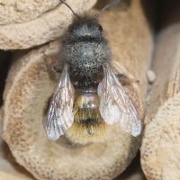 osmia_bicornis2md