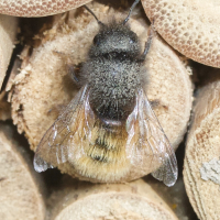 osmia_bicornis3md