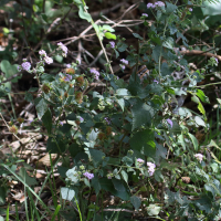 ageratum_conyzoides7md (Ageratum conyzoides)