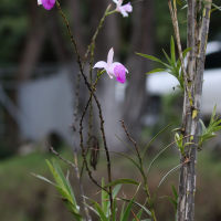 arundina_graminifolia5bd (Arundina graminifolia)