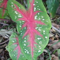 caladium_x_hortulanum3md (Caladium x hortulanum)