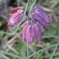 fritillaria_meleagris4rf