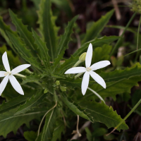 hippobroma_longiflora5md