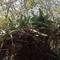 hylocereus_costaricensis4md