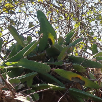 hylocereus_costaricensis5md