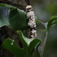 monstera_adansonii3bd