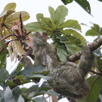 cecropia_obtusifolia5bd