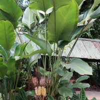 calathea_crotalifera3md (Calathea crotalifera)