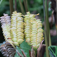 calathea_crotalifera4md (Calathea crotalifera)