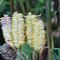 calathea_crotalifera4md