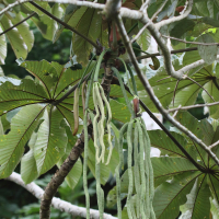 cecropia_obtusifolia6md (Cecropia obtusifolia)