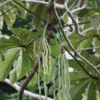 cecropia_obtusifolia6md