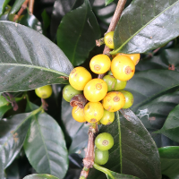 coffea_arabica8md