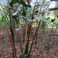 heliconia_danielsiana6md