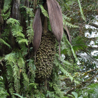 raphia_taedigera7md (Raphia taedigera)