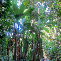 musa_acuminata1md