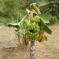 Musa acuminata (Bananier, Bananier des Canaries)