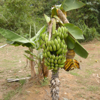 musa_acuminata_cavendish_naine1md